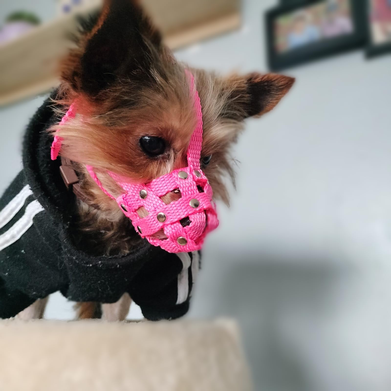 Nylon Dog Muzzle for Yorkshire Terrier, Mini Pincher, chihuahua and other similar snouts