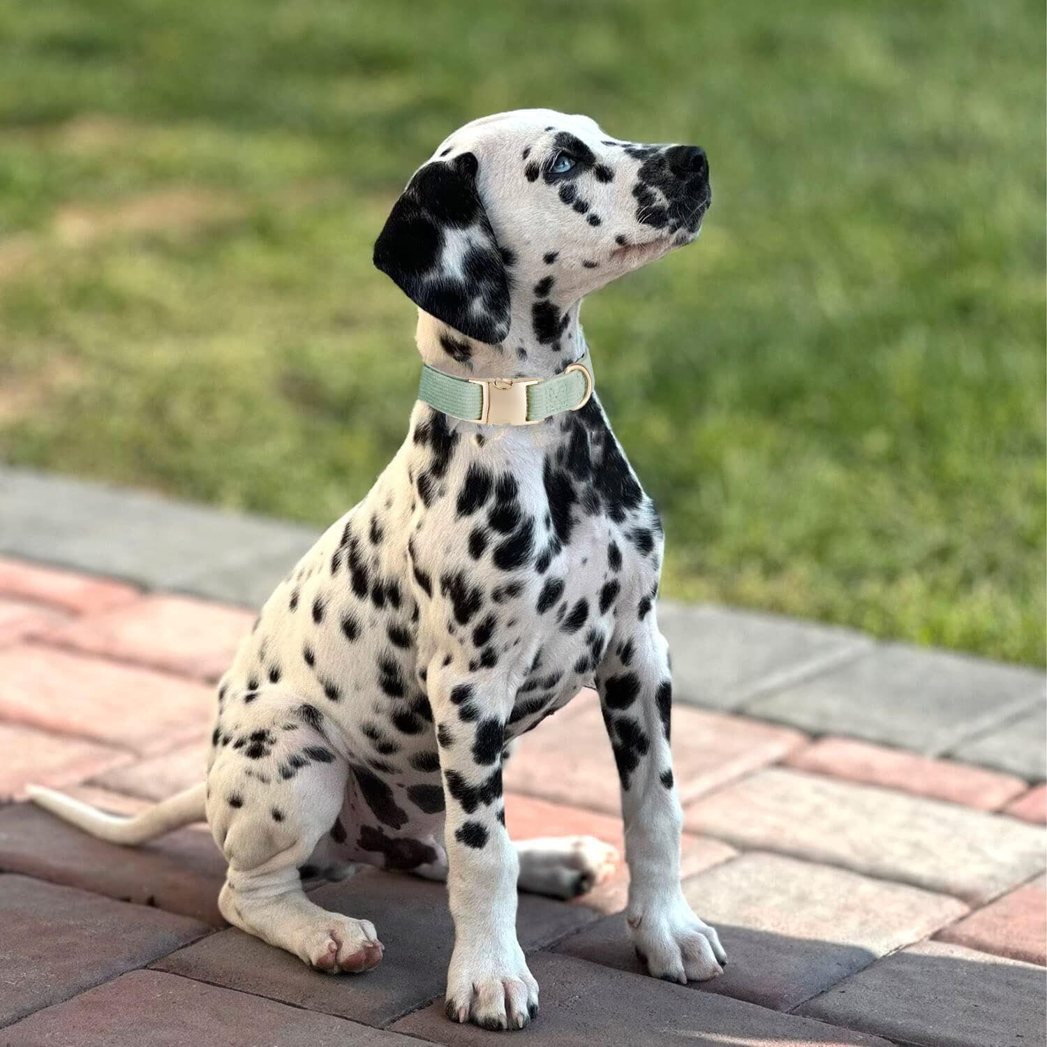 Yudote - Collare per cani ultra morbido in corduroy di cotone naturale, realizzato per cani di taglia media con pelle sensibile, colore verde salvia