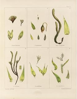 Cryptogamic botany of the Antarctic voyage of H.M. Discovery ships Erebus and Terror in the years 1839 Pl.04 Unframed Art Print Giclee Poster by Walter Hood Fitch - Ready for Framing with Customization Sizes