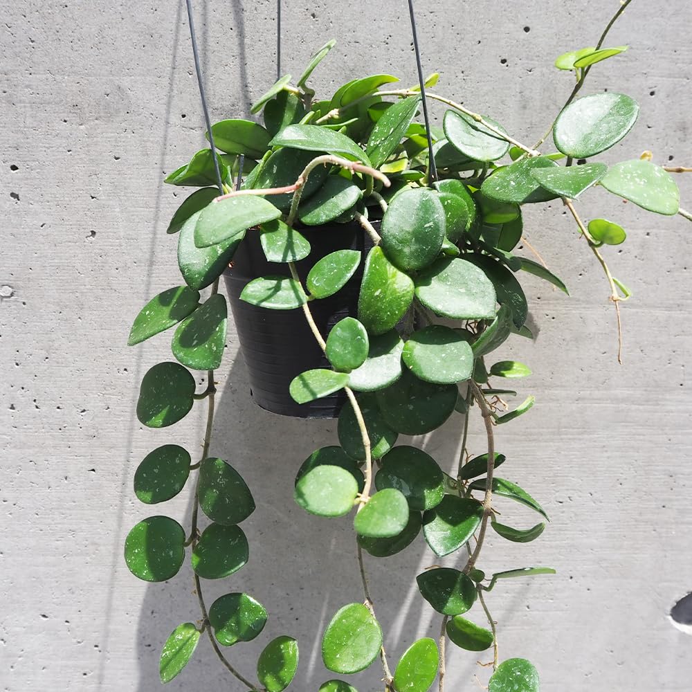 Amazon｜ホヤ(桜ラン)・マチルダ 吊鉢4号鉢 1個売り【品種で選べる観葉