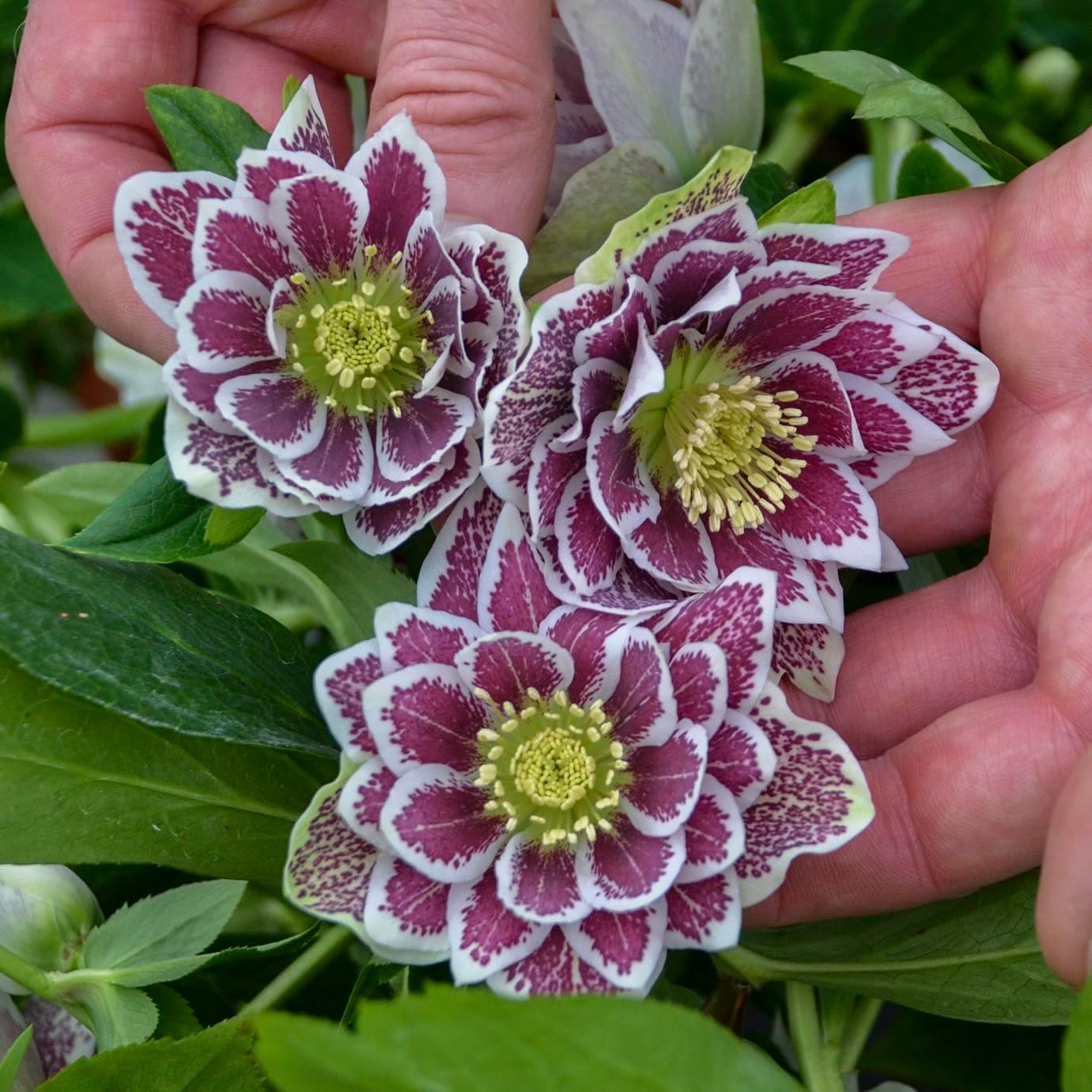 Live Shotgun Wedding Hellebore Lenten Rose Perennial Plant