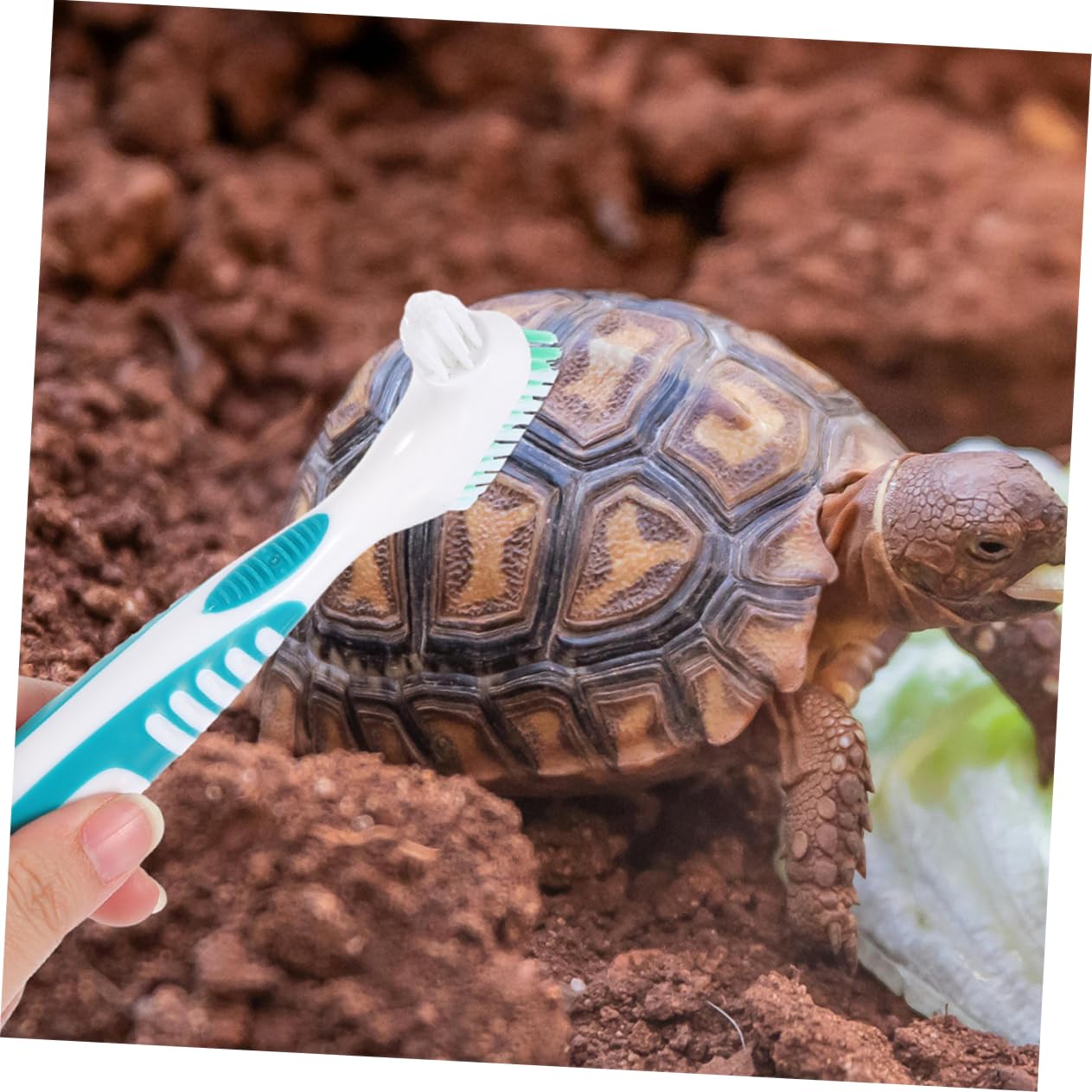 BESPORTBLE 3pcs Turtle Shell Cleaning Brush Portable Turtle Clean Brush for Mud Removal