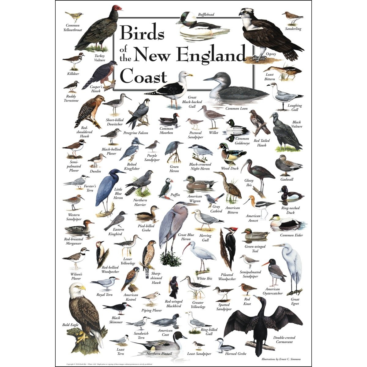 Birds of New England Poster: A Stunning Guide to Local Avifauna