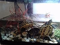 Review Image by Vegaskeli Vegaskeli