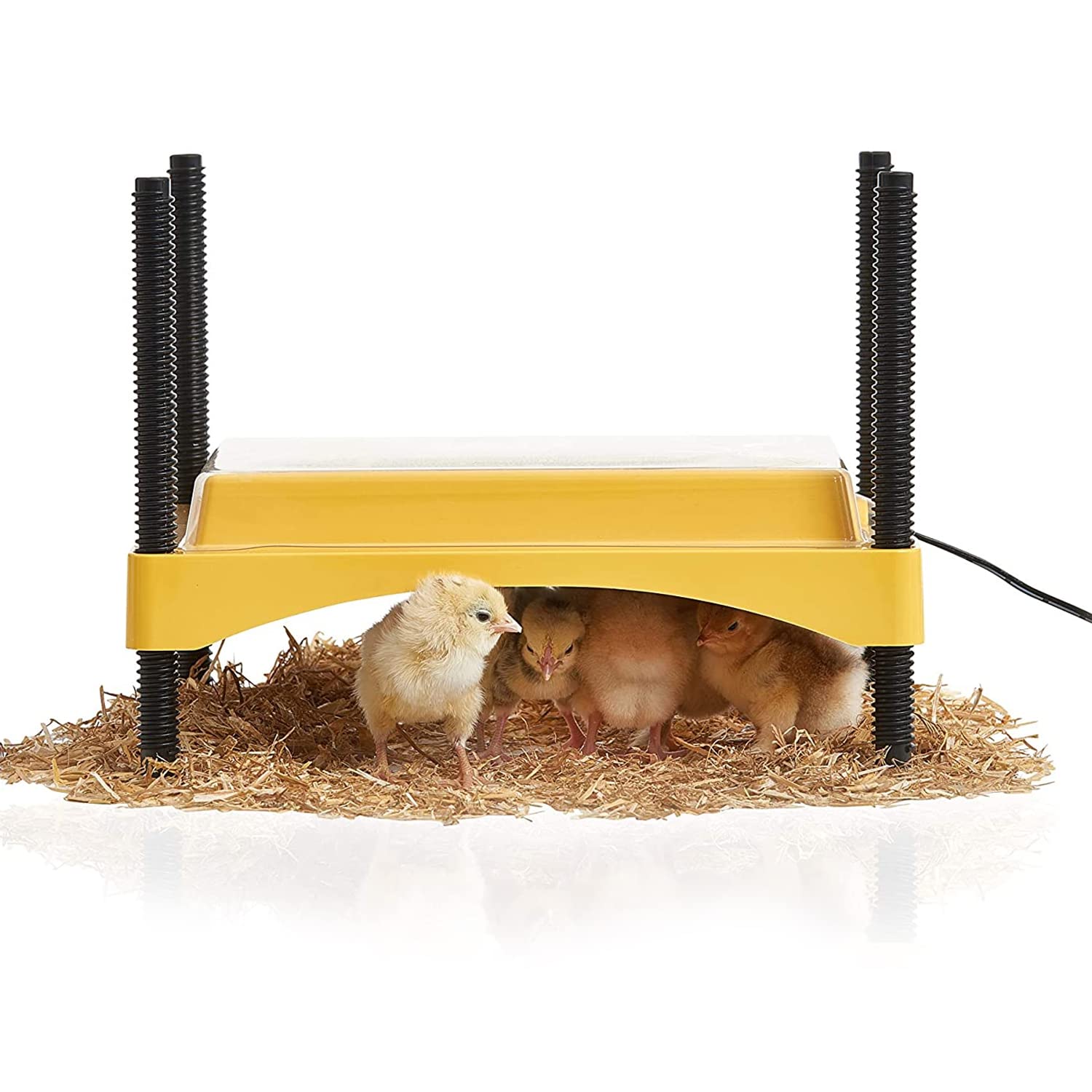 FINCA CASAREJO Criadora de Pollitos Brinsea EcoGlow de 12 W (bajo Consumo) para 20 Pollitos