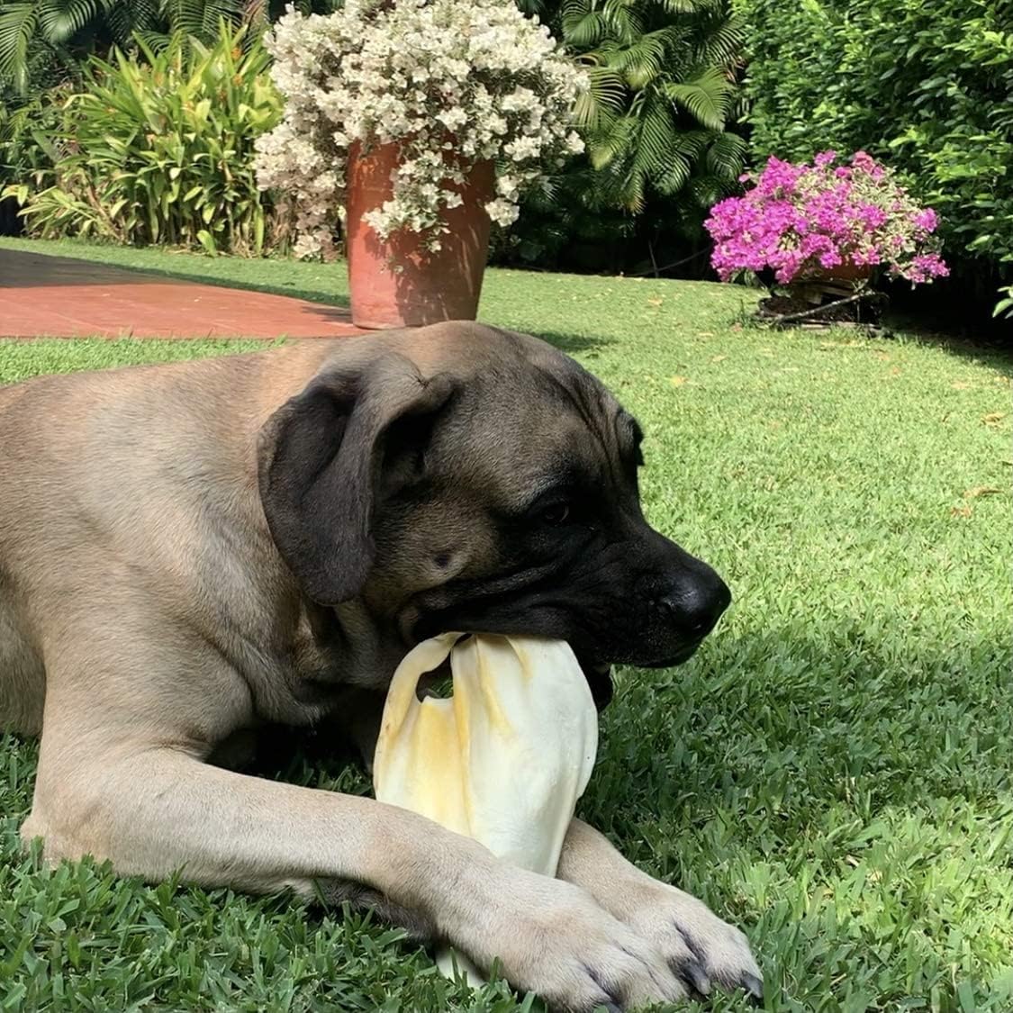 Supercan Bully Sticks Natural Whole Cow Ears for Dogs [50-Pack] All Natural Angus Beef Ear - Dog Chews for Large Dogs Easily Digestible Dog Snacks - High Protein Dog Dental Chews -USA Made