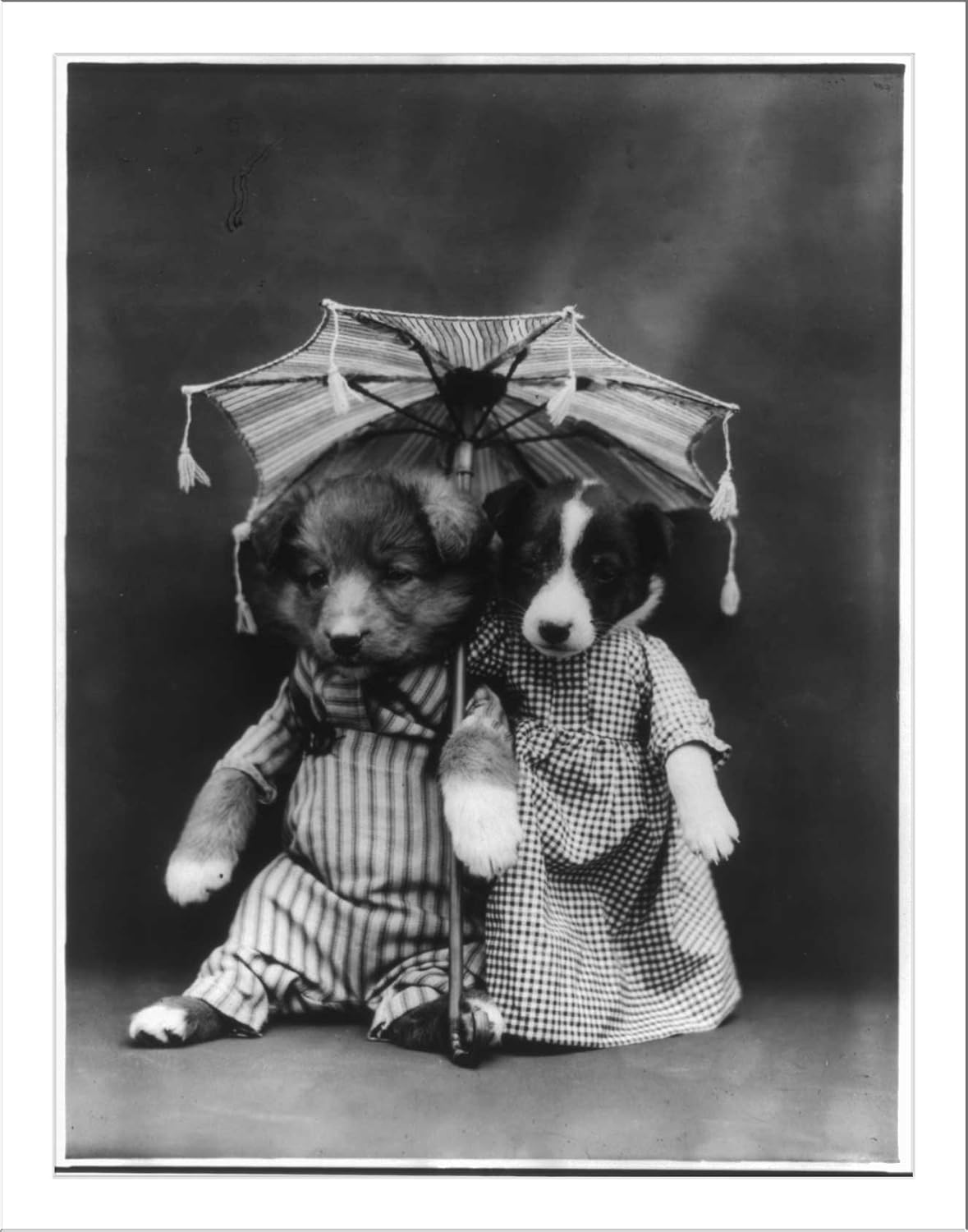 Historic Print (L) [Dogs dressed as humans and posed in