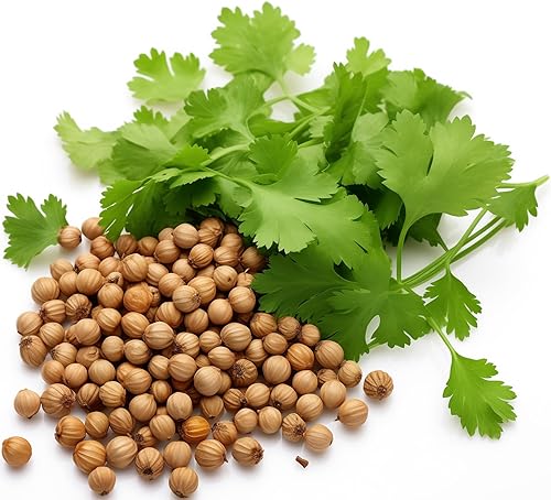 Más de 500 semillas de cilantro para plantar - Semillas de hierbas autóctonas sin OMG cultivadas en EE. UU. en embalaje protector premium - También