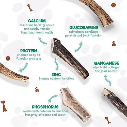 Miniatura 5 de Jack&Pup - Cuernos de alce para perros grandes  Masticables naturalmente sin cuero crudo para perros  Cuernos de alce para perros  Cuernos de perro