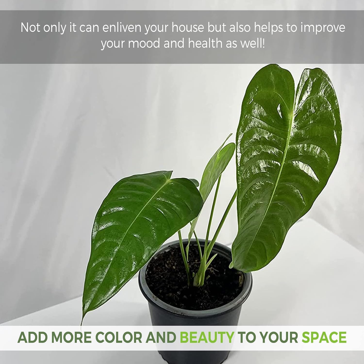 LEAL PLANTS ECUADOR Anthurium Veitchii Type| Exotic Green Indoor House Plant| Live Elephant Ear| Unique Air-Purifying Anthurium for Home & Office Decor, Unique Gift for Plant Lover