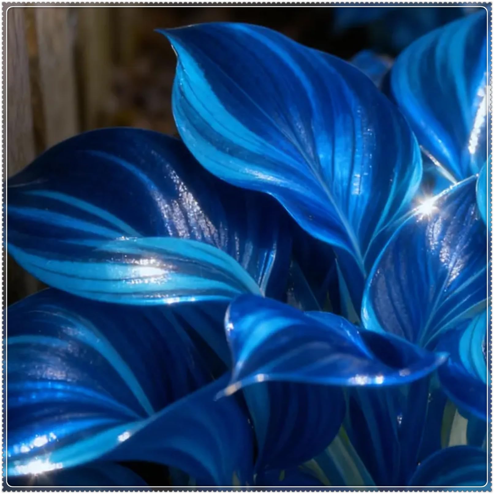 Midnight Blue Heart Hosta Bulbs: Rapid-Growing for Lush Garden Borders & Landscaping | Excellent Displays-3 Bulbs-C — image 1