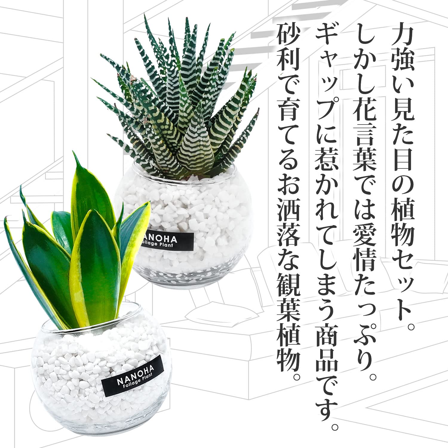 Amazon｜観葉植物 サンスベリア 十二の巻 2鉢セット 白砂利 ガラス