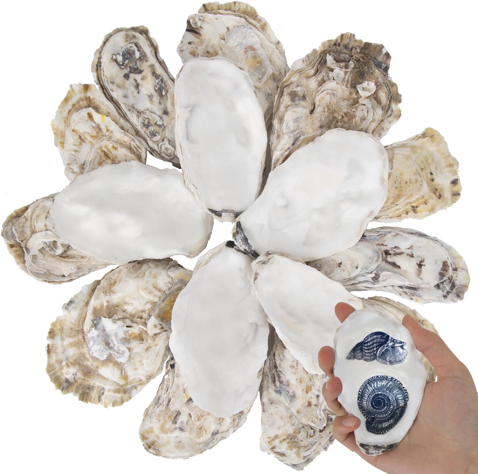 20 PCS Flat Oyster Shells for Crafts 3"-5" Natural Oyster Shells Bulk, for Home Vase Filler, Xmas Ornaments, DIY Arts and Crafts Sea Shells