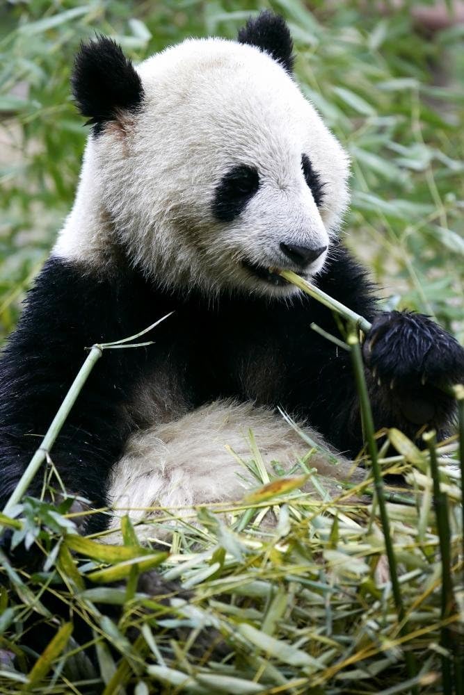 Wallmonkeys WM357717 Giant Panda Peel and Stick Wall Decals, 18" H x 12" W-Small