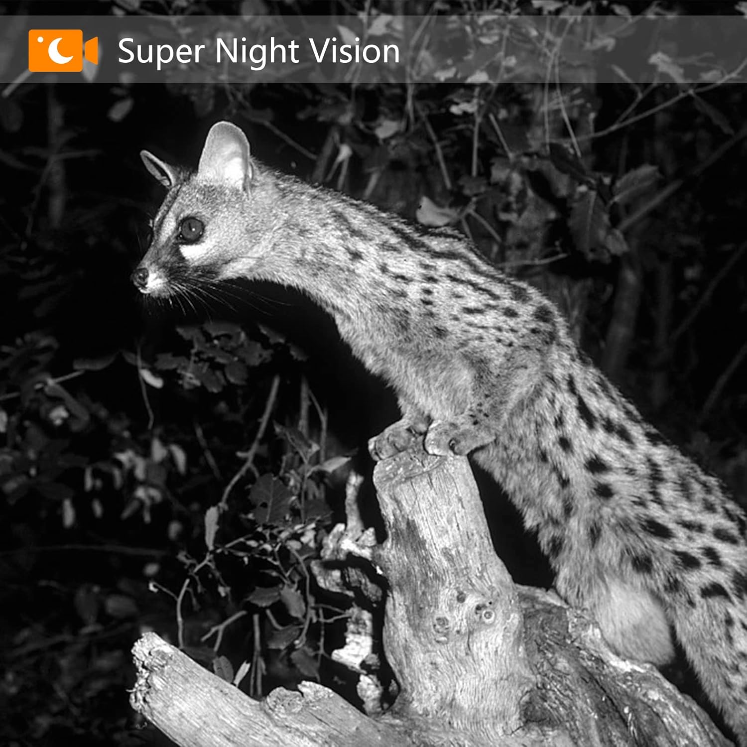 COOLIFE PH700A Trail Camera capturing a cheetah in motion, illustrating its 0.2s fast trigger speed.