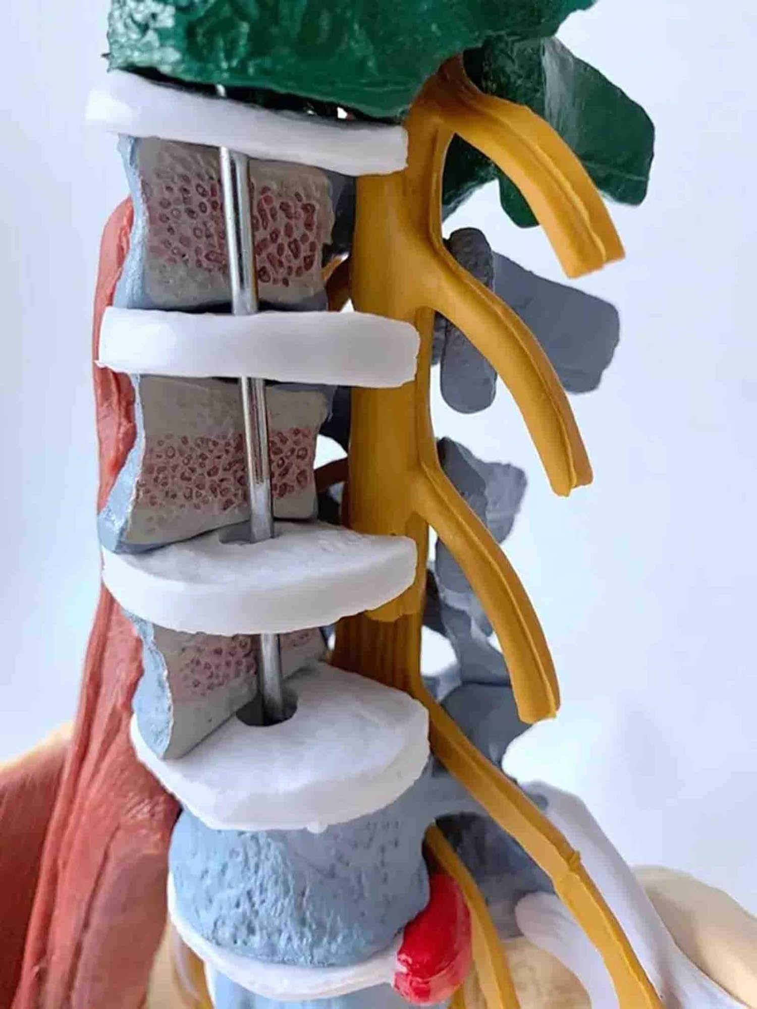 Modelo anatómico de la columna vertebral de 85 cm, con codificación | With Herniated Disk Nerves Arteries Pelvis and Muscle for Medical Teaching