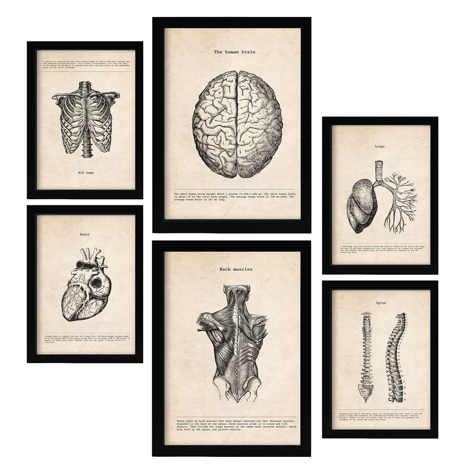 Nacnic Upper Body Posters. Medical Vintage Style Illustrations of Anatomy, Body Parts, Bones and Muscles. Aesthetic Illustrations for Interior Design and Decoration. A4 & A3 Black Frames.