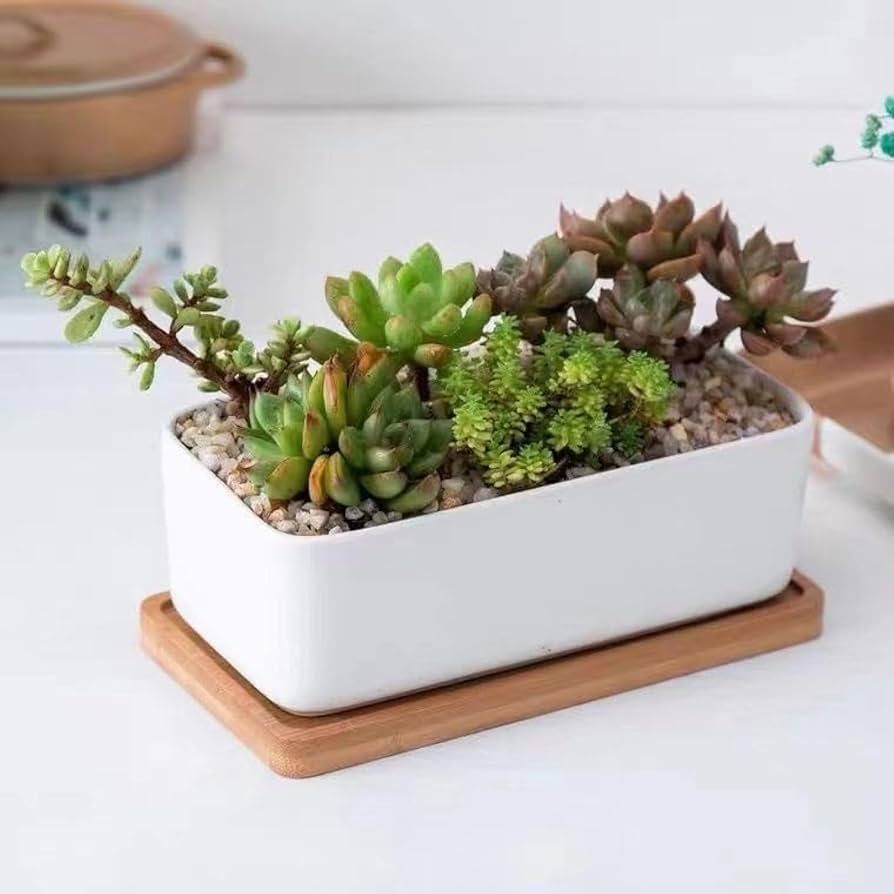 Amazon.co.jp: 鉢 多肉植物鉢 植木鉢 陶器鉢 サボテン鉢