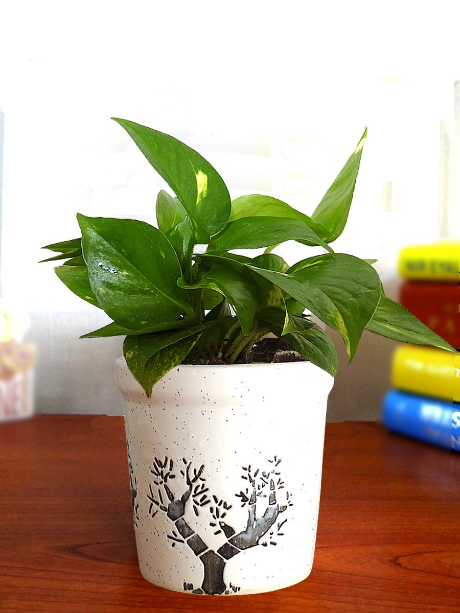 Rolling Nature Good Luck Air Purifying Live Money Plant in White Jar Aroez Ceramic Pot (B077WZ3WFS) Amazon Price History, Amazon Price Tracker