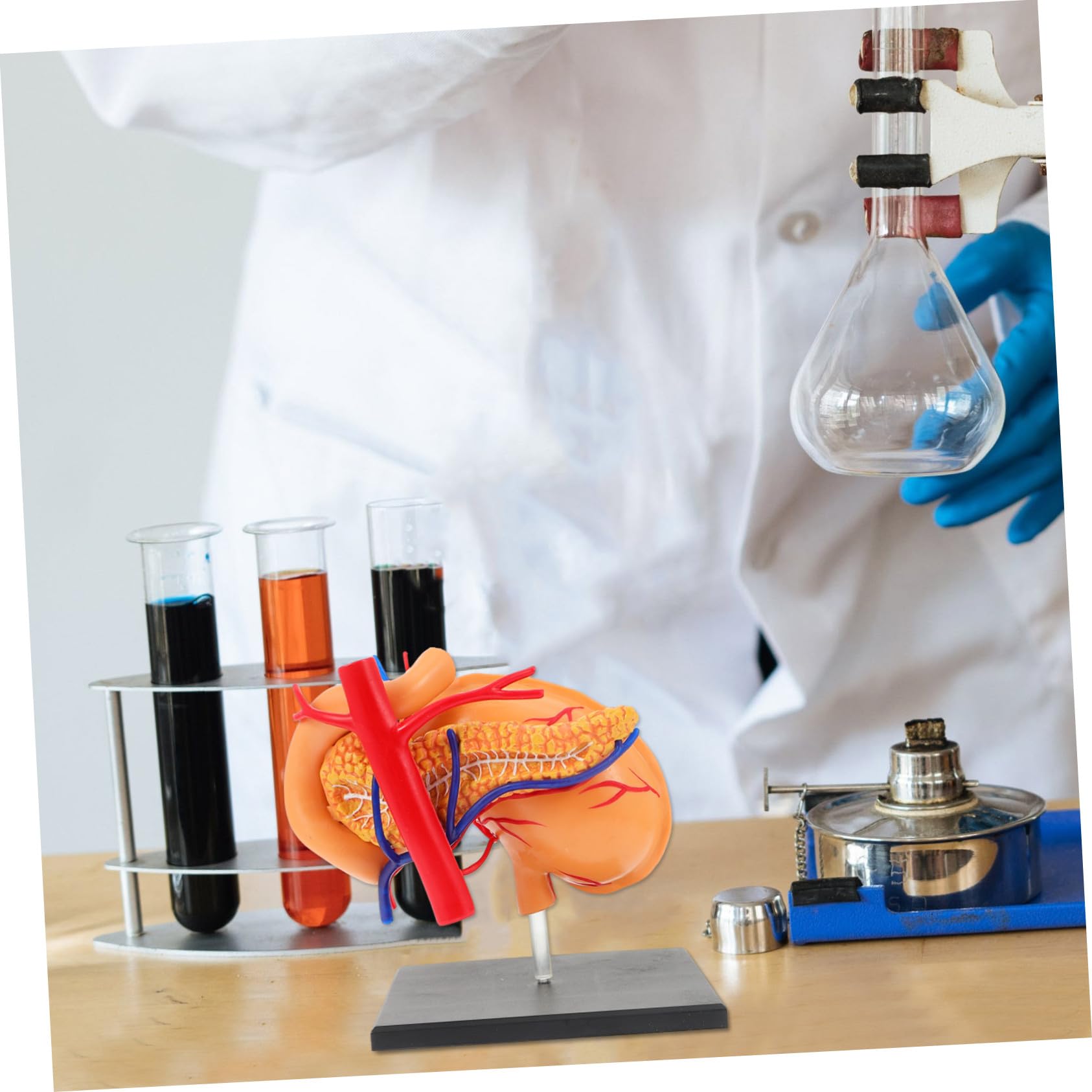 Mipcase Modèle Anatomique de L'estomac en Plastique Pédagogique 4d, Modèle Biologique Détachable pour L’enseignement Scolaire et Médical, Matériel Éducatif Léger et Portable