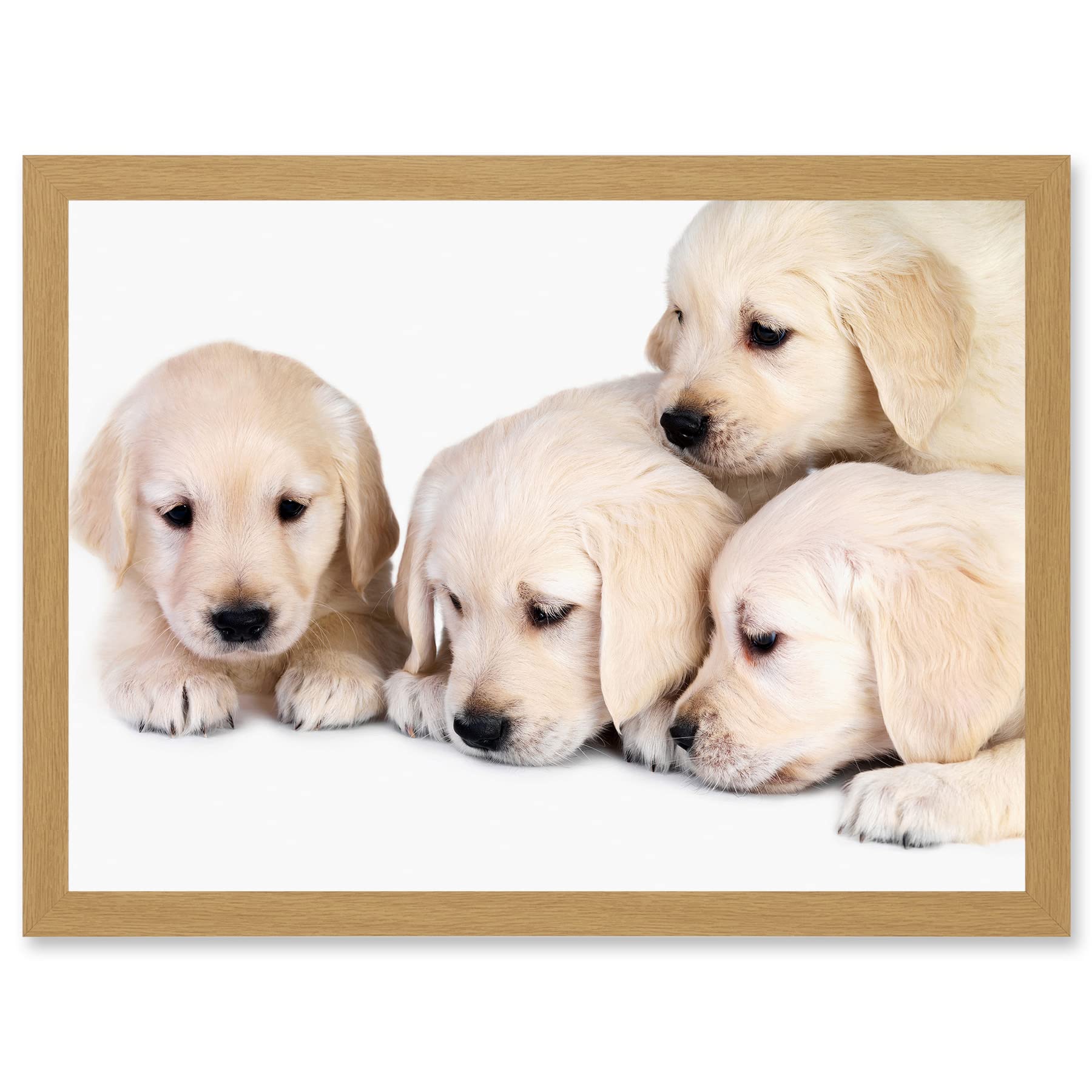 Artery8 Puppys Golden Retriever Dog Pet Labrador Cute A4 Artwork Framed Wall Art Print