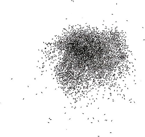 Miniatura 4 de Seed Needs Semillas de sedum para plantar suculentas de sangre de dragón, reliquia y flores polinizadas abiertas para plantar un jardín de hadas de