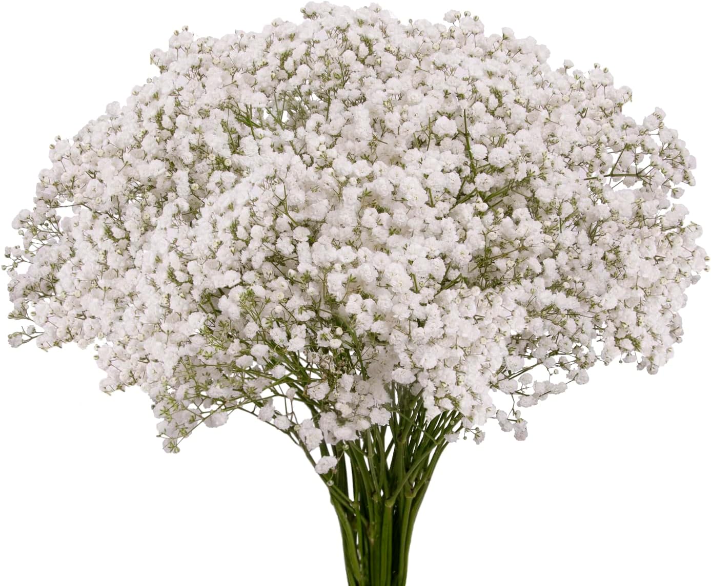 Bloomingmore | Fresh Cut Flowers | Baby's Breath, Xlence | 5 bunches | Home, Office, Wedding Decor, DIY, Party Event, Housewarming, Teacher and Engagement