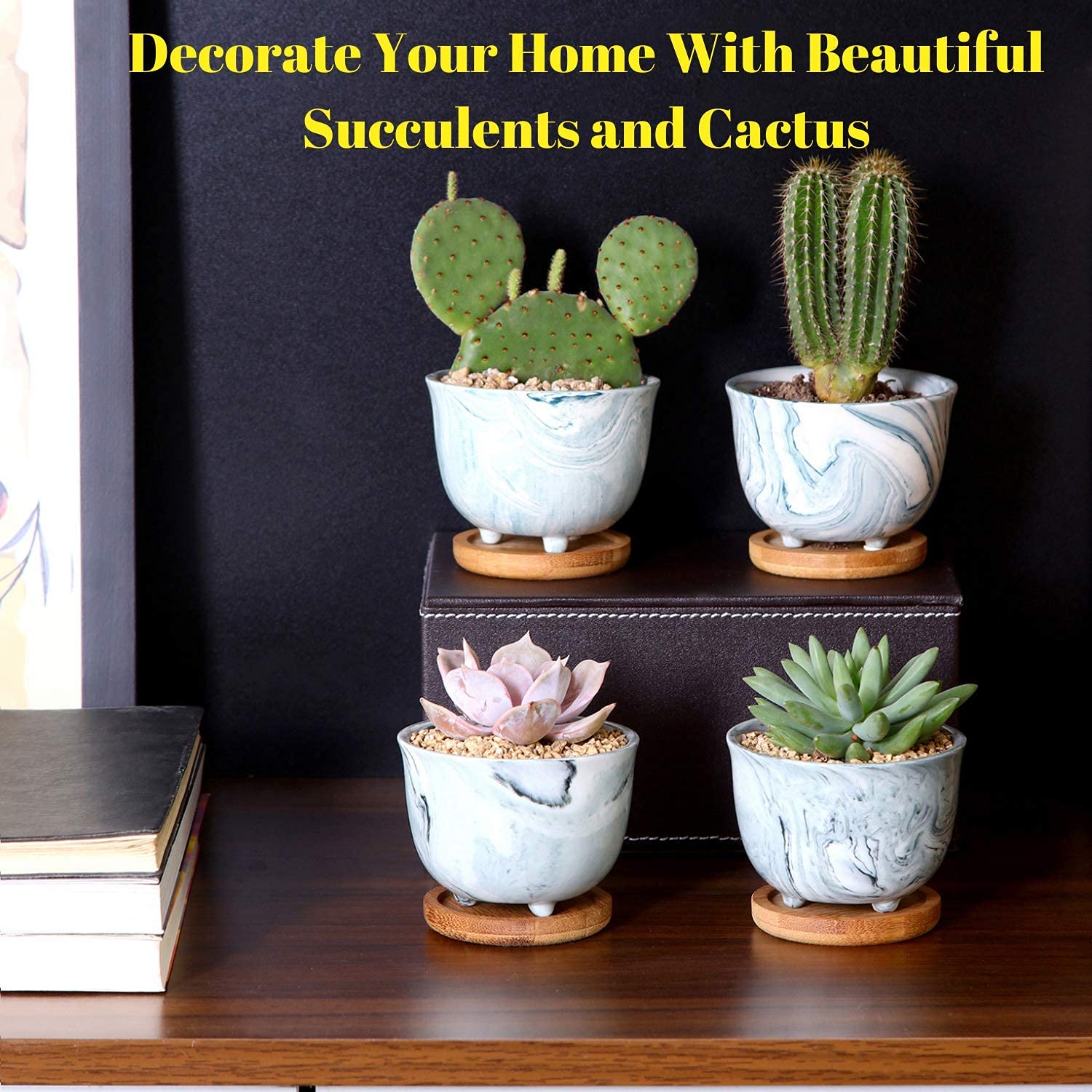 Deluxe Succulent & Cactus Seed Grow Kit Complete Indoor Cactus