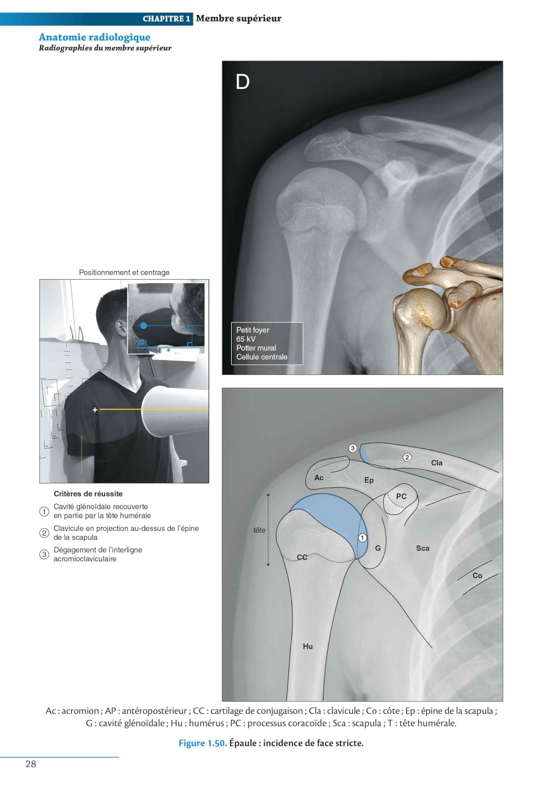 Atlas d'anatomie générale et radiologique