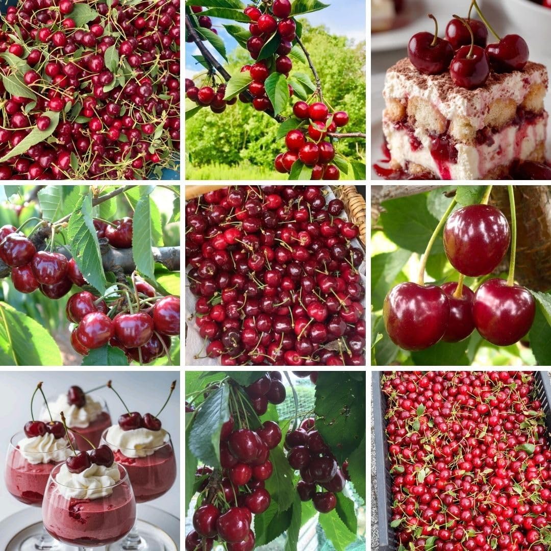 Velvety Red Cherry Trees Live Plants 3-4 Feet Tall, Sweet Cherry Fruit Plants Live 3 Gallon Pot, Hardy Fruit Trees for Planting, No Ship to CA