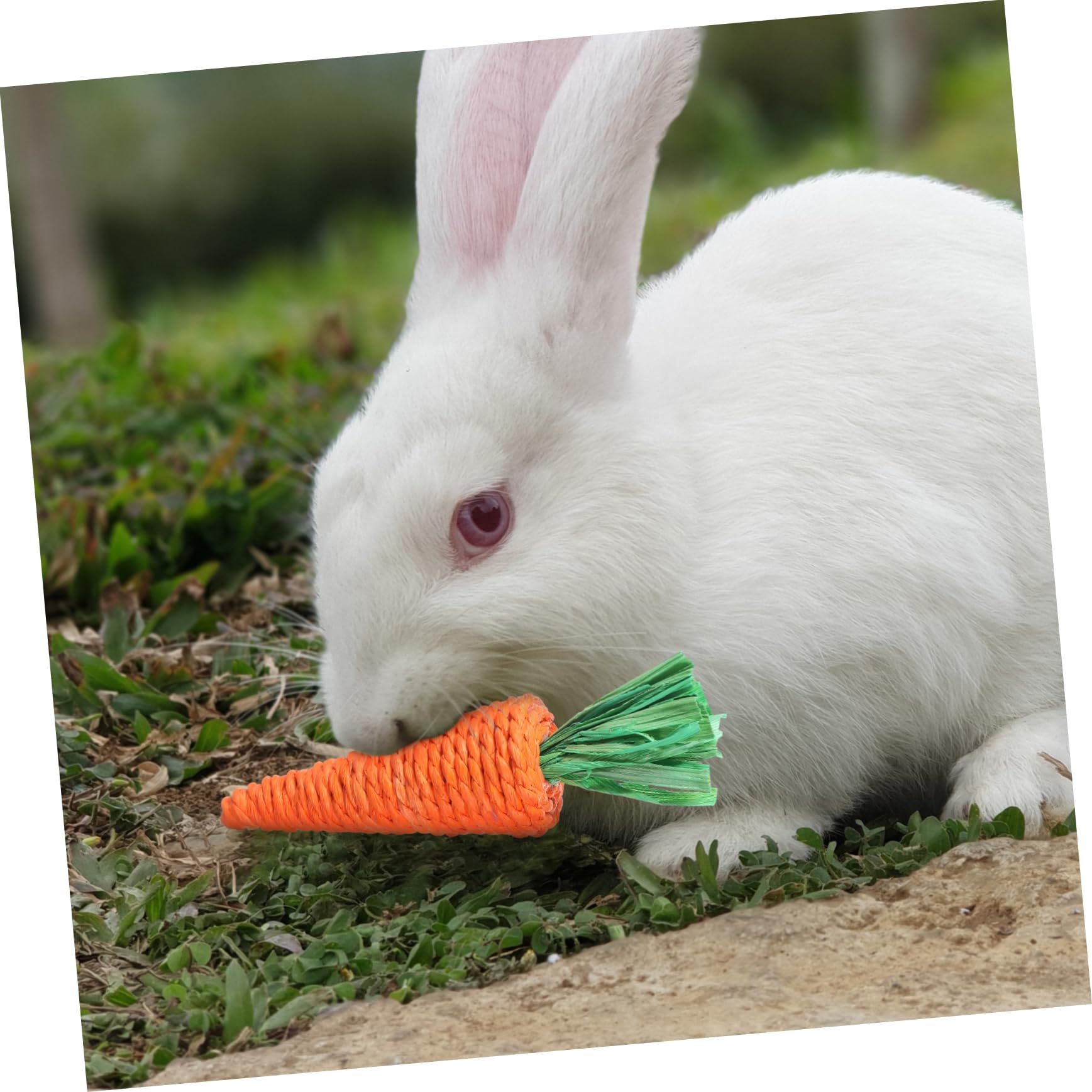 BESPORTBLE 30pezzi Giocattoli Da Masticare Per Piccoli Animali Da Carote Molar Radish Materiale Naturale Per Conigli Cavia e Criceti Sicuri e Resistenti Per Gioco e La Masticazione