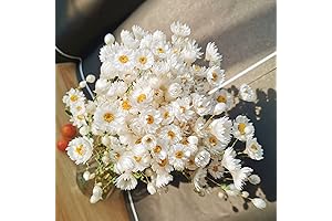 Dried Daisy Flowers Bouquet for Home Decor