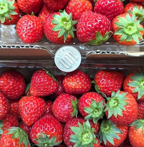 いちご 夏いちご 業務用 雷峰 すずあかね バラ小 1120g (280g×4P)×1箱 訳あり B品 小さめ 福島県 飯館 ケーキ お菓子作り イチゴ 苺 夏のサムネイル