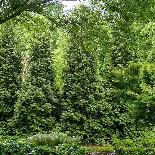Miniatura 2 de Green Giant Arborvitae (2.5 galones) Thuja Green Giant  Árbol de hoja perenne vivo de rápido crecimiento para privacidad