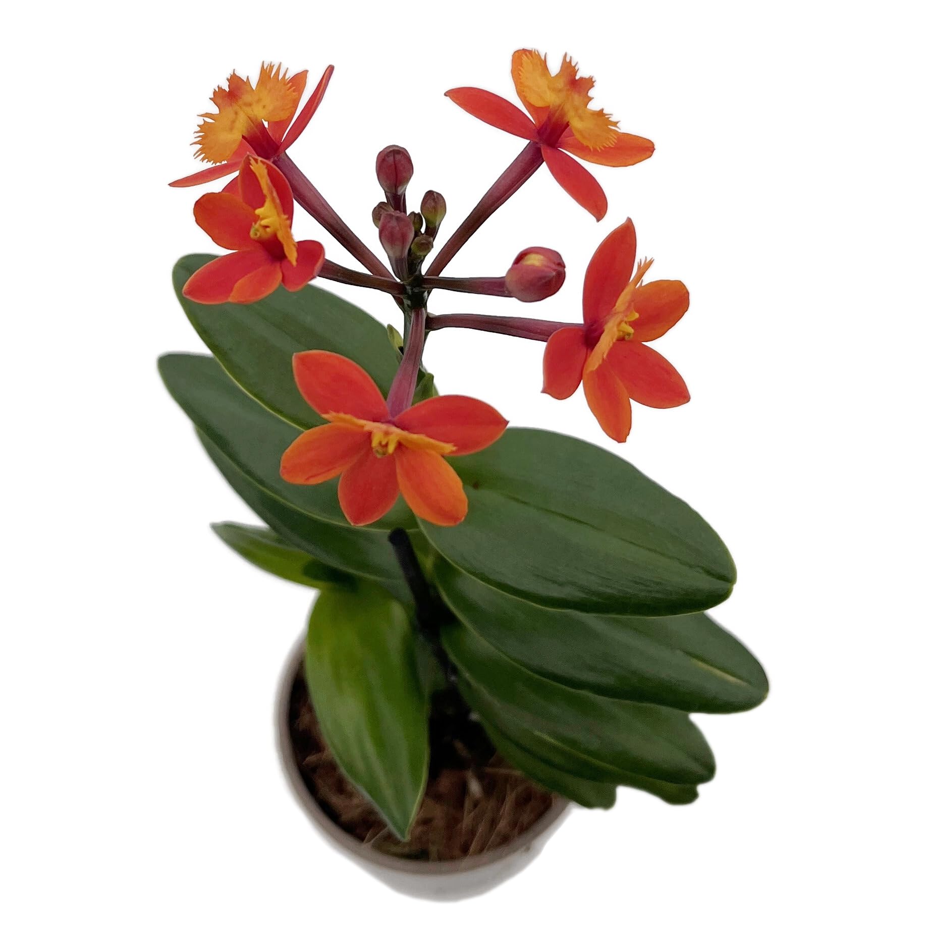 Epidendrum radicans - seltene Schmetterlingsorchidee mit zarten Blüten - pflegeleichte Orchidee