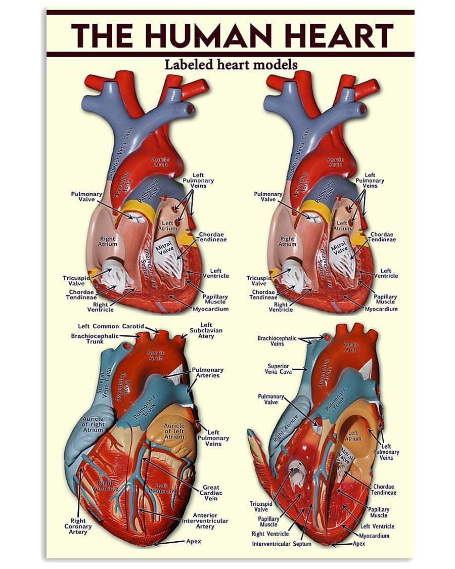 Auricles Rabbit Auricles Of Heart