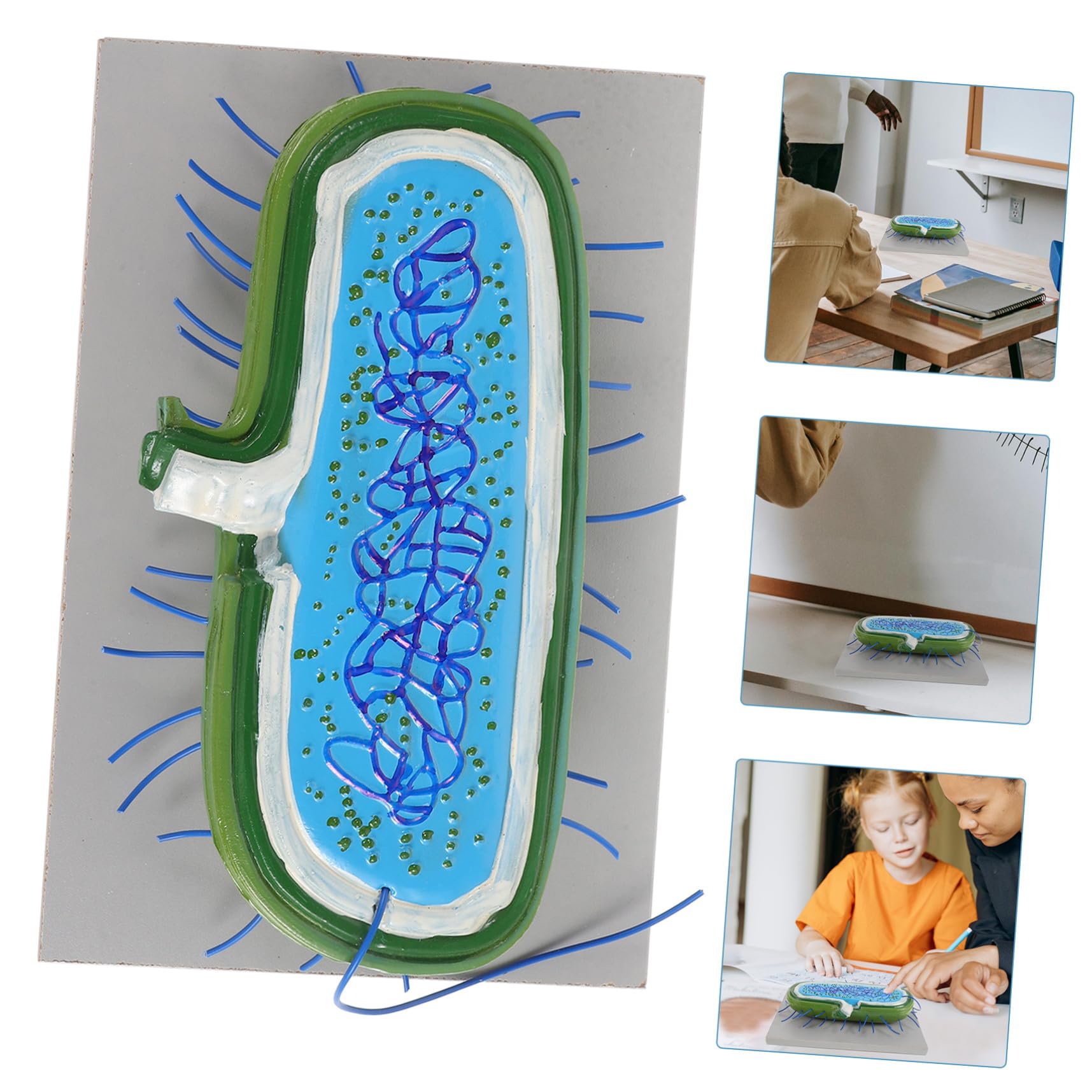 Modelli Didattici di Microbiologia in Pvc per Studenti Struttura Realistica e Design Estetico, Sussidi Didattici per L'insegnamento e Divulgazione Scientifica