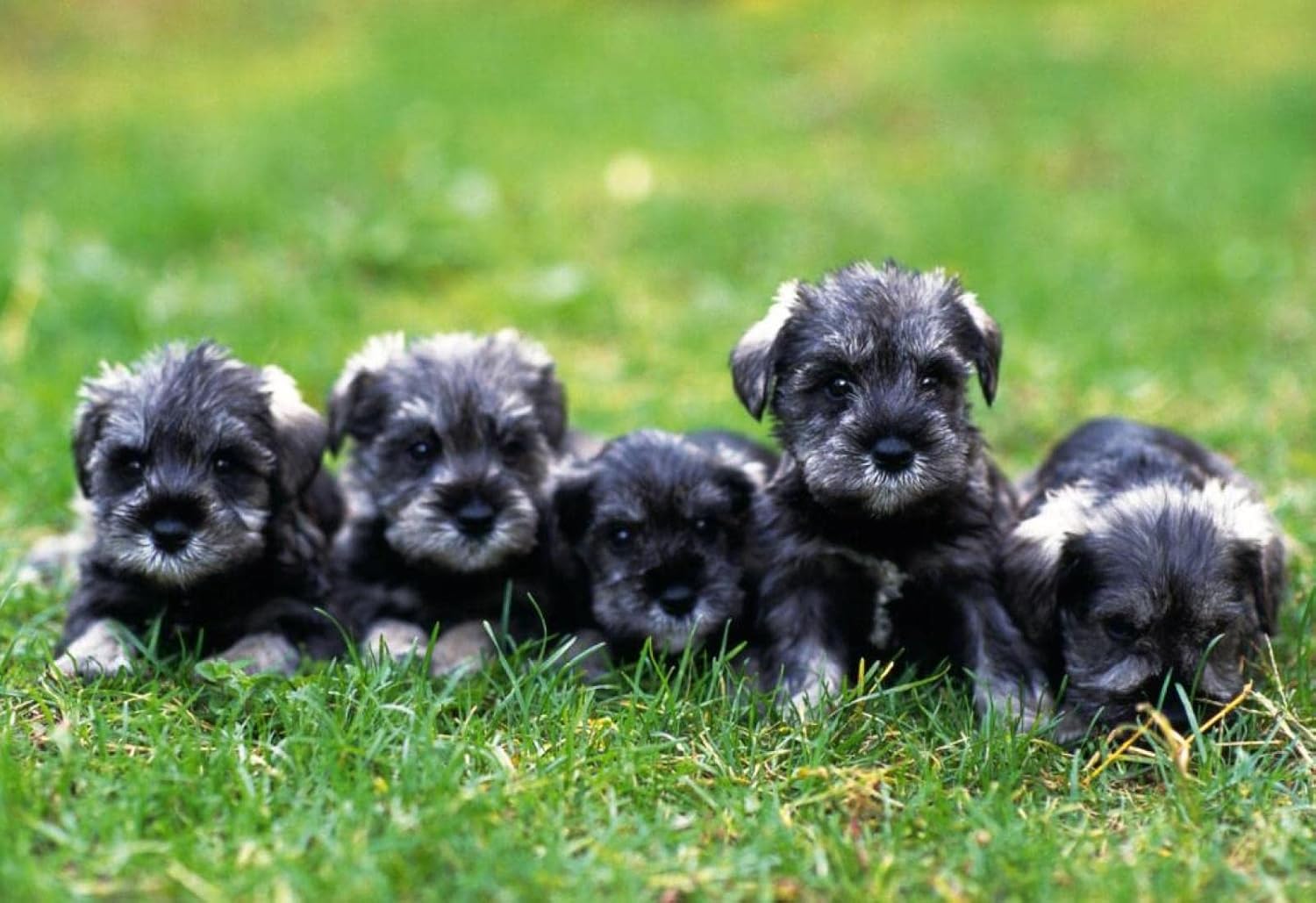 Amazon Co Jp ミニチュアシュナウザー動物の子犬 木製パズル1000個の子供の知的チャレンジパズルdiyギフト楽しい屋内ゲーム家の装飾取り外し可能 おもちゃ Amazon Co Jp ミニチュアシュナウザー動物の子犬 木製パズル1000個の子供の知的チャレンジパズルdiyギフト楽しい屋内ゲーム家の装飾取り外し可能 おもちゃ