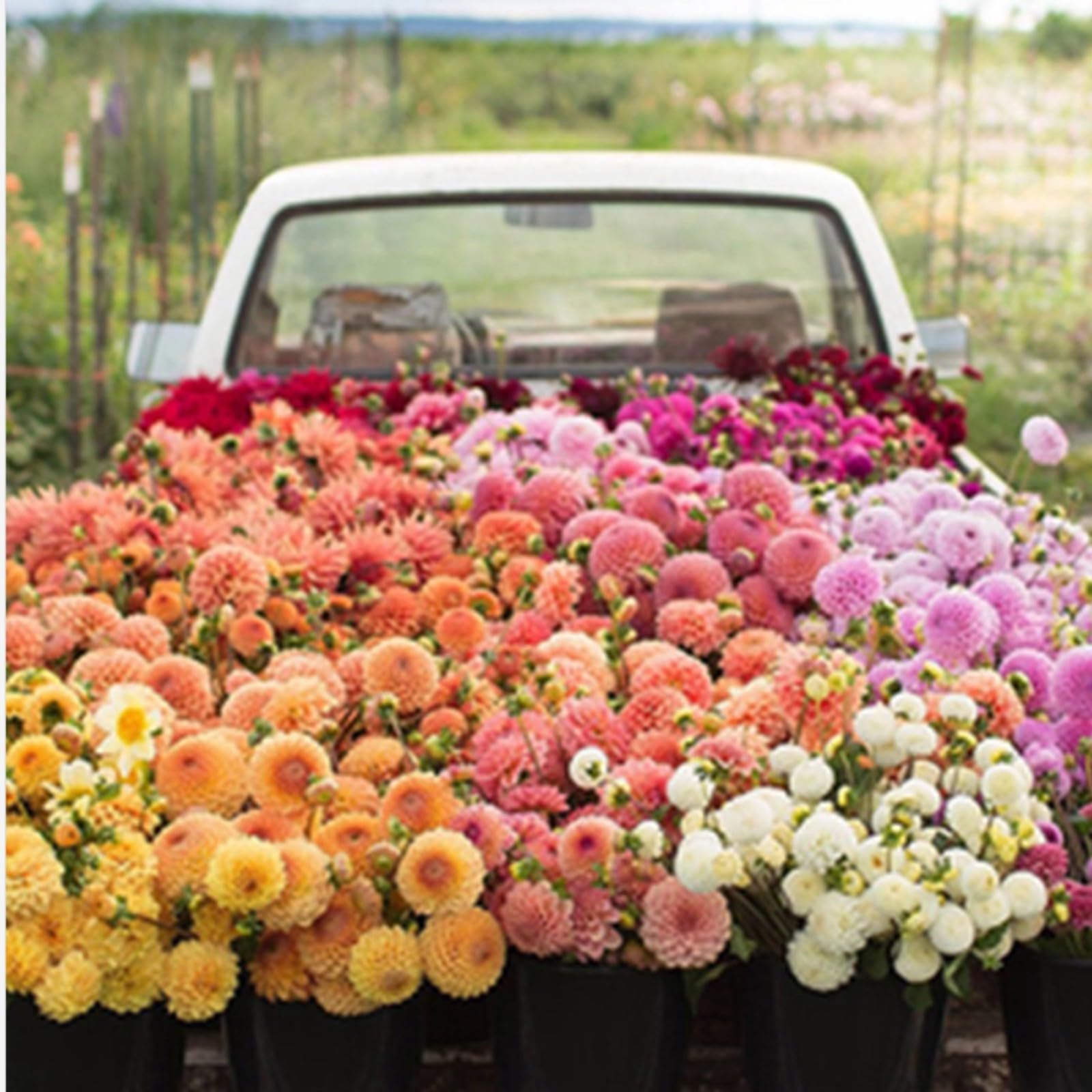 Dahlia Bulbs Mix for Planting Now UK,Hardy Perennial,Strong Plants That Grow Well,Dahlia tubers Bulk,Wedding Flowers,Beauty of Garden,Gift Ready-4bulbs-F