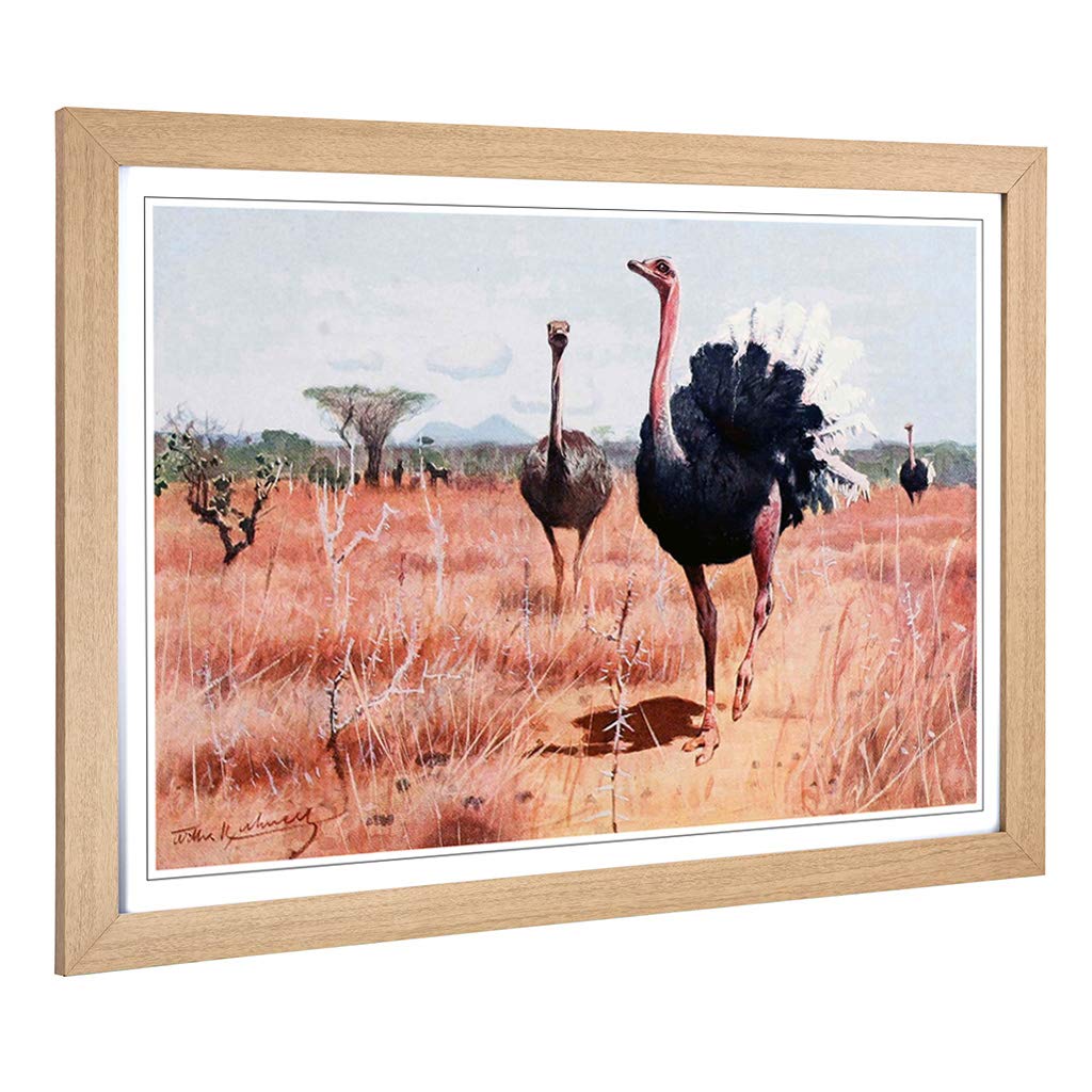 Big Box Art Framed Print of Vintage W Kuhnert African Ostrich Design | Wall Art Picture | Home Decor for Kitchen, Living Room, Bedroom, Hallway, Oak, A2 / 24.5x18 Inch / 62x45cm