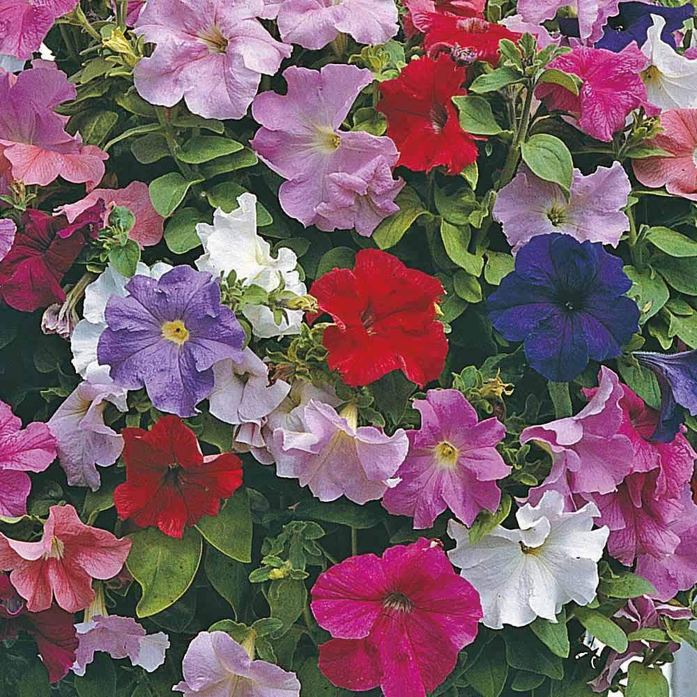 Petunia 'Super Cascade Improved' Seeds Half-Hardy Annual Flower Garden Plants Easy to Grow Petunia 'Super Cascade Improved' 1 Packet of 40 Seeds by Thompson and Morgan