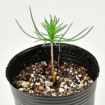 Amazon｜聖新陶芸 春/秋の 手のひら庭園 まめ盆栽 盆栽キット ミニ