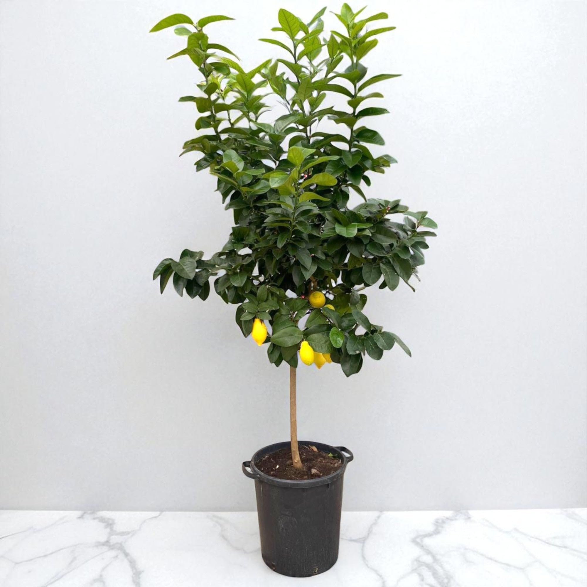 Limone 4 Stagioni Citrus limon 'Lunario' - Pianta di Agrume da Frutto in Vaso, Verde, 65/70 cm
