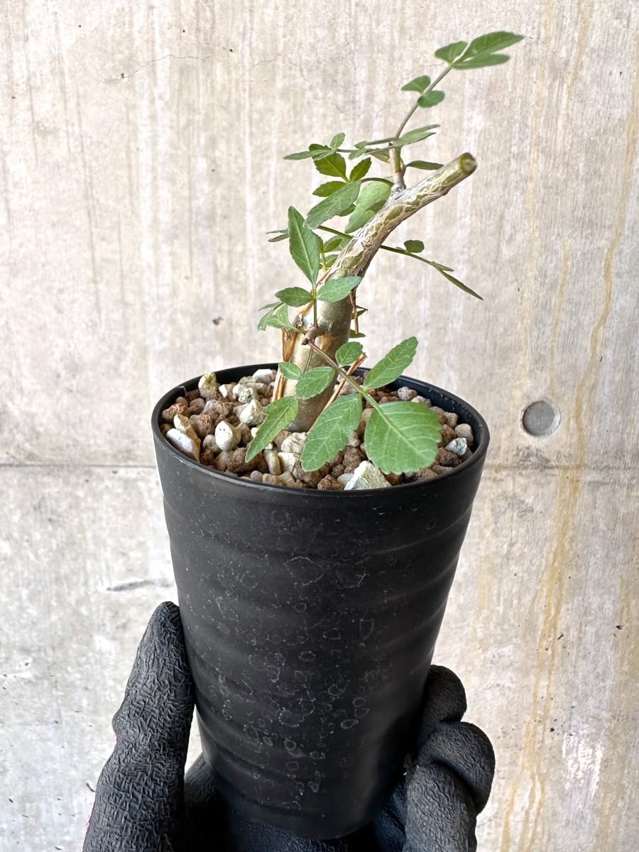 Amazon｜【現品限り】ブルセラ・ファガロイデス【G54】 Bursera