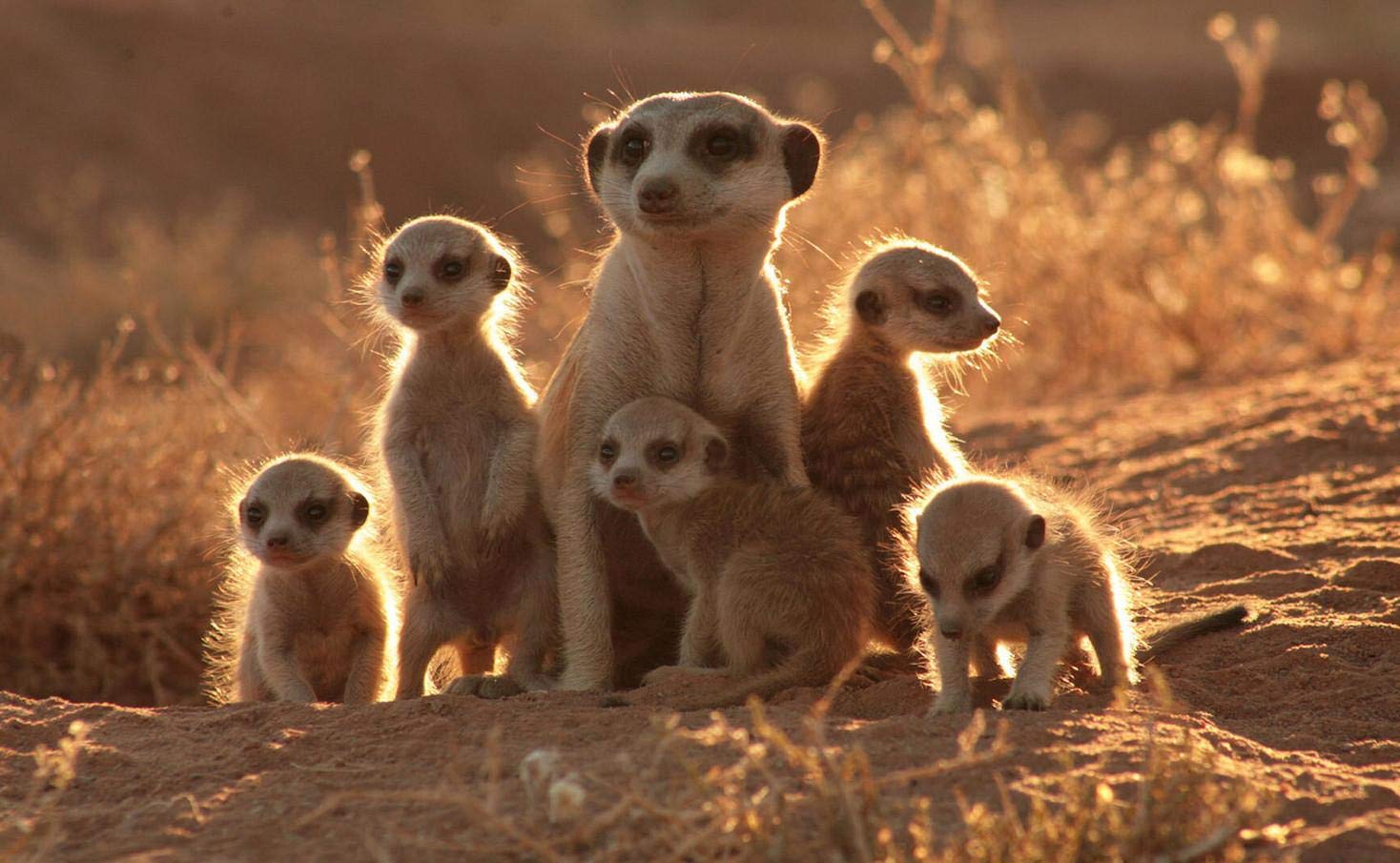 Wüste Puzzle 1000 Teile - Sternenfarbener Nachthimmel Challenge 70x50cm Für Erwachsene & Kinder