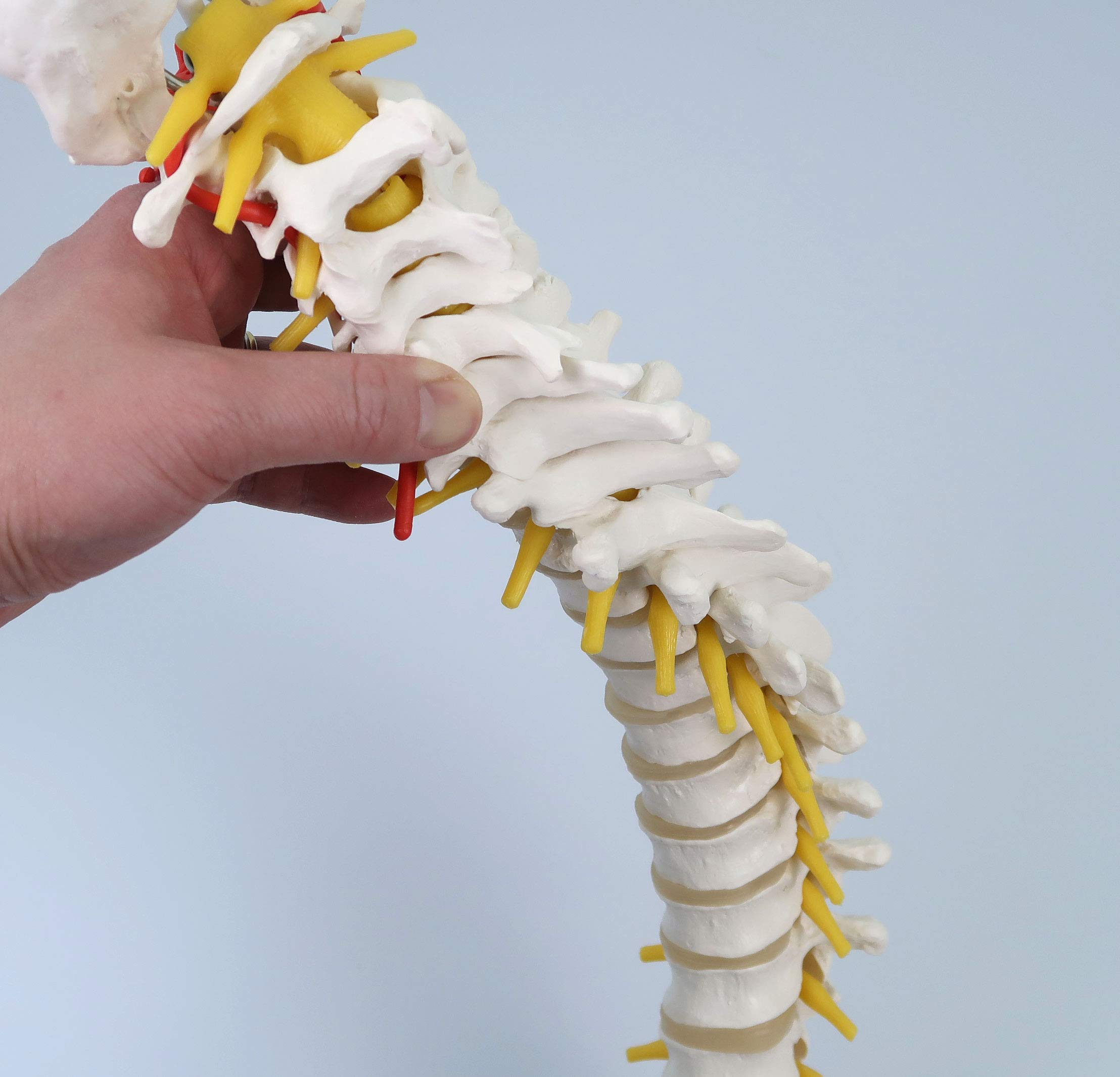 3B Scientific A58/1 Colonna Vertebrale Flessibile Classica + software gratuito di anatomia - 3B Smart Anatomy