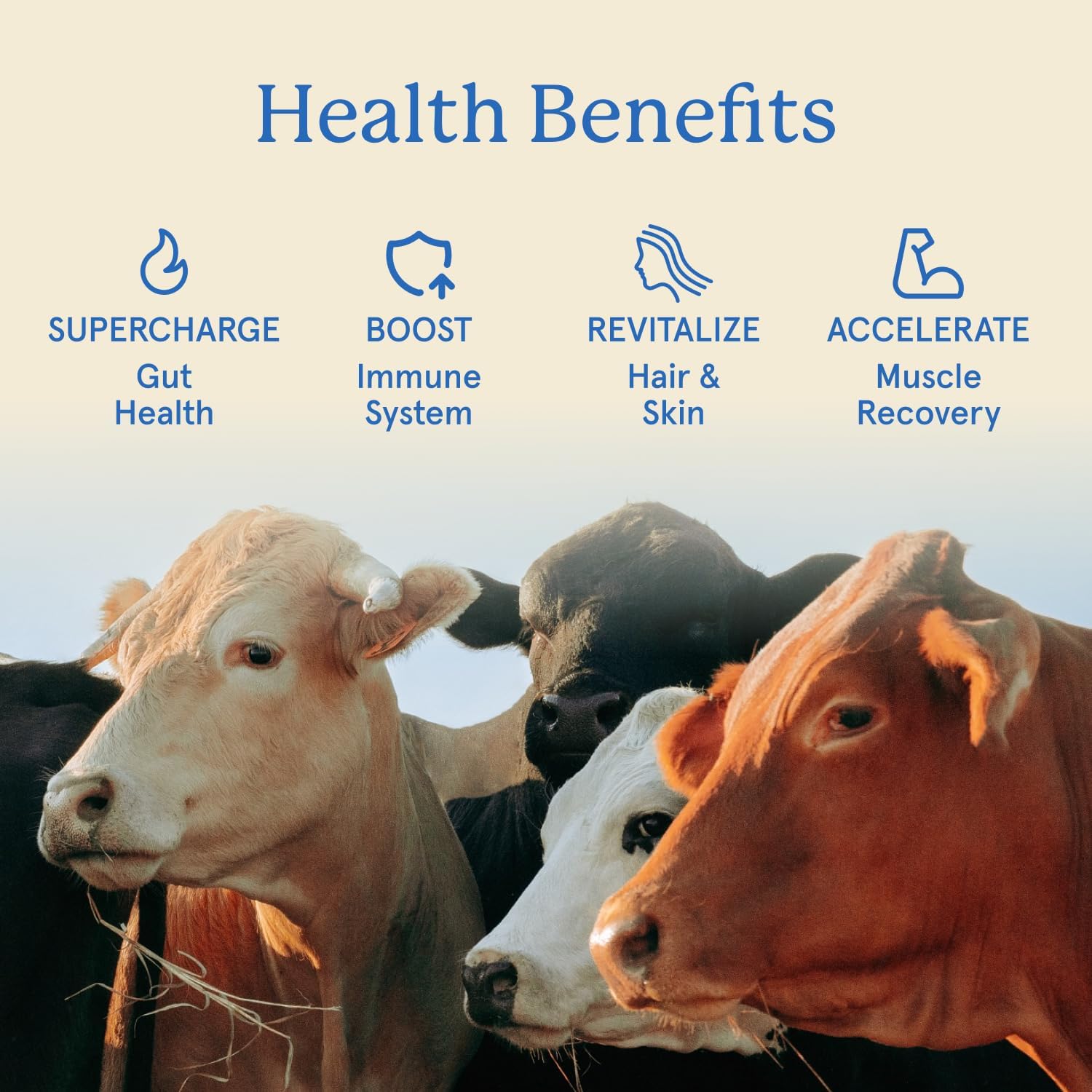 Equip Foods Core Bovine Colostrum Gummies, Delicious 1g Per Seving Grass Fed Colostrum Supplement - Gut Health, Immunity, Recovery, Hair & Skin - 60 Bovine Colostrum Gummies, 30 Servings, Peach Mango - Image 3