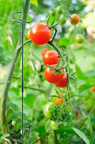 Miniatura 6 de 5 estacas de 30 pulgadas para plantas de jardín, varillas altas de soporte para plantas de un solo tallo para flores, amarilis, tomates, peonía,