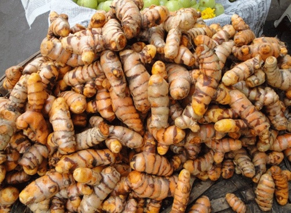500 Gms of Precious Haldi Turmeric Curcuma Longa Halad Arishina Manjal Curcumin Pasupu or Haladi Rhizomes for growing Propagation