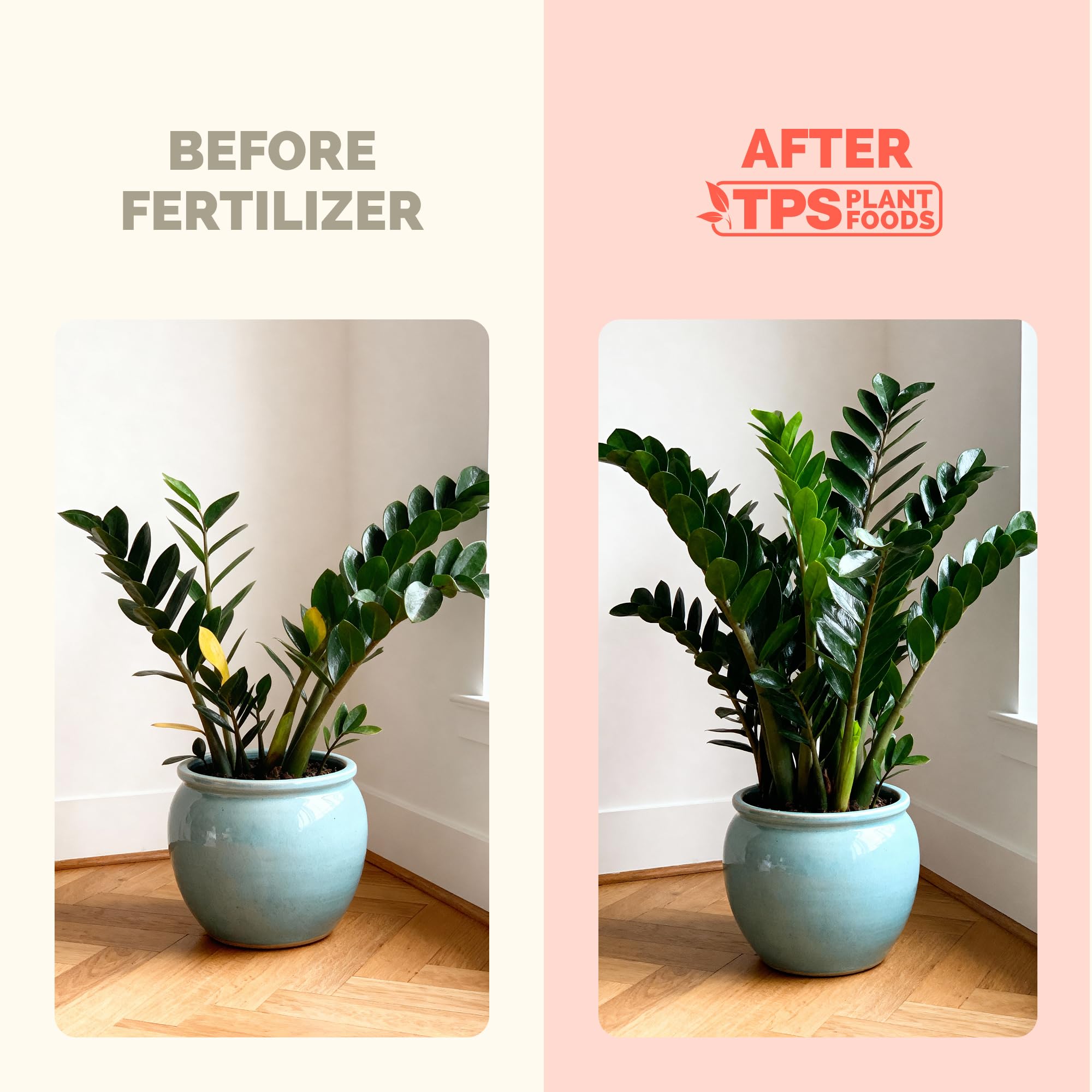 Amazon.com : ZZ Plant Fertilizer  Liquid Plant Food for Glossy Green  Leaves, Stronger Roots & Healthy New Growth, 8 oz : Patio, Lawn & Garden